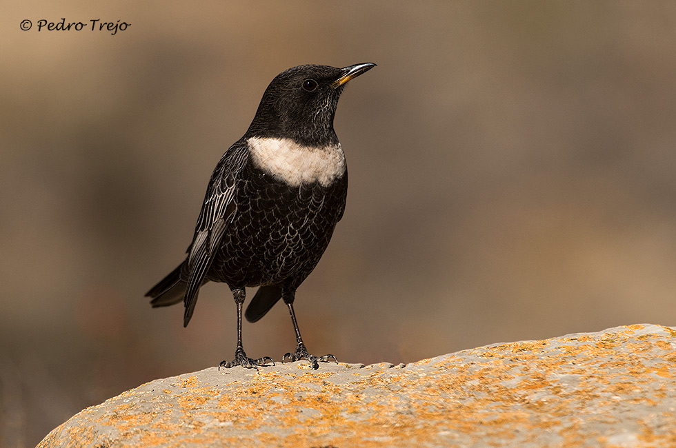 Mirlo capiblanco (Turdus torquatus)